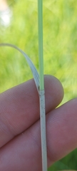 Carex sartwellii