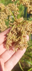 Scirpus pedicellatus