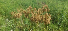 Scirpus pedicellatus