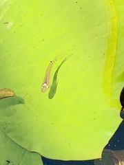 Aplocheilus lineatus