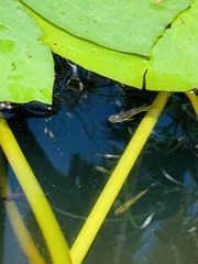 Aplocheilus lineatus