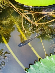 Aplocheilus lineatus