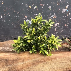 Ficus microcarpa hillii