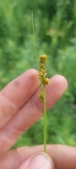 Carex cephaloidea