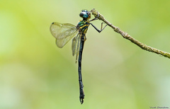 Idionyx corona