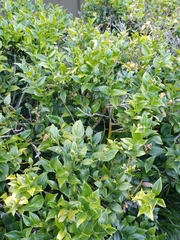 Sarcococca ruscifolia