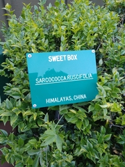 Sarcococca ruscifolia