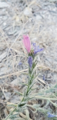 Echium vulgare pustulatum