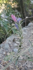 Echium vulgare pustulatum