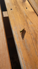 Pseudochorthippus parallelus