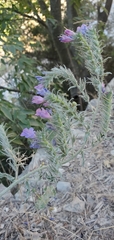 Echium vulgare pustulatum