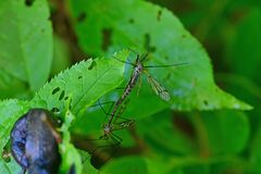 Tipula varipennis
