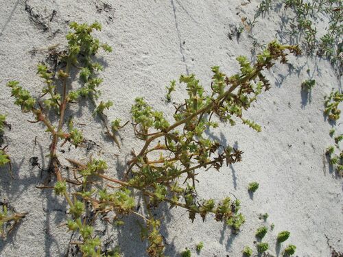 saltwort (Salsola kali)