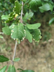 Eriophyes prunispinosae