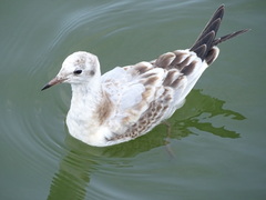 Chroicocephalus ridibundus