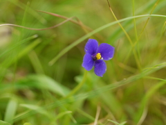 Exacum pumilum