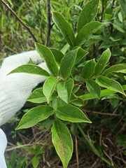 Callerya dielsiana