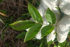 Callerya dielsiana