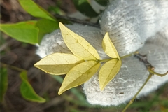 Callerya dielsiana