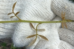Callerya dielsiana