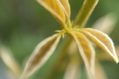 Callerya dielsiana