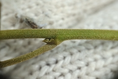 Callerya dielsiana