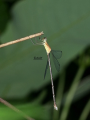 Lestes viridulus