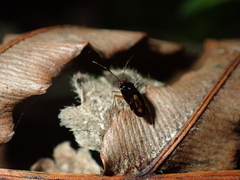 Deraeocoris maoricus