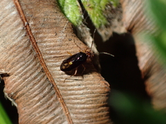 Deraeocoris maoricus