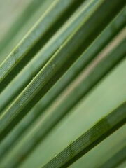 Xanthorrhoea drummondii
