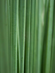 Xanthorrhoea drummondii