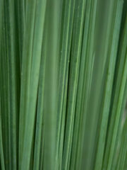 Xanthorrhoea drummondii