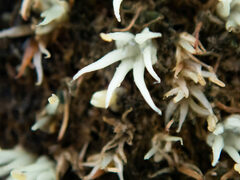 Xanthorrhoea drummondii