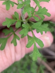 Xanthosia stellata