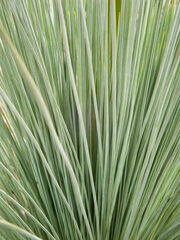 Xanthorrhoea drummondii