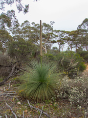 Xanthorrhoea drummondii