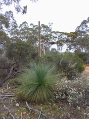 Xanthorrhoea drummondii
