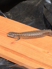 Elgaria coerulea coerulea