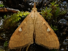 Mnesictena marmarina
