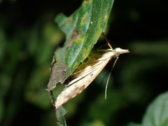 Mnesictena marmarina
