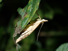 Mnesictena marmarina
