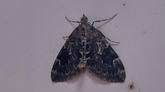 Thera britannica