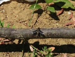 Hemipenthes velutina
