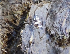 Planaphrodes