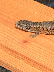 Elgaria coerulea coerulea