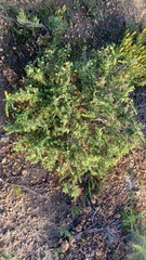 Acacia pulchella