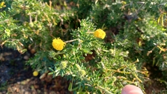 Acacia pulchella