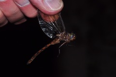 Neurocordulia yamaskanensis