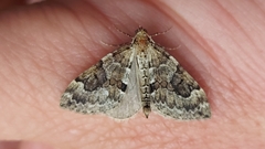 Thera britannica