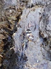 Planaphrodes